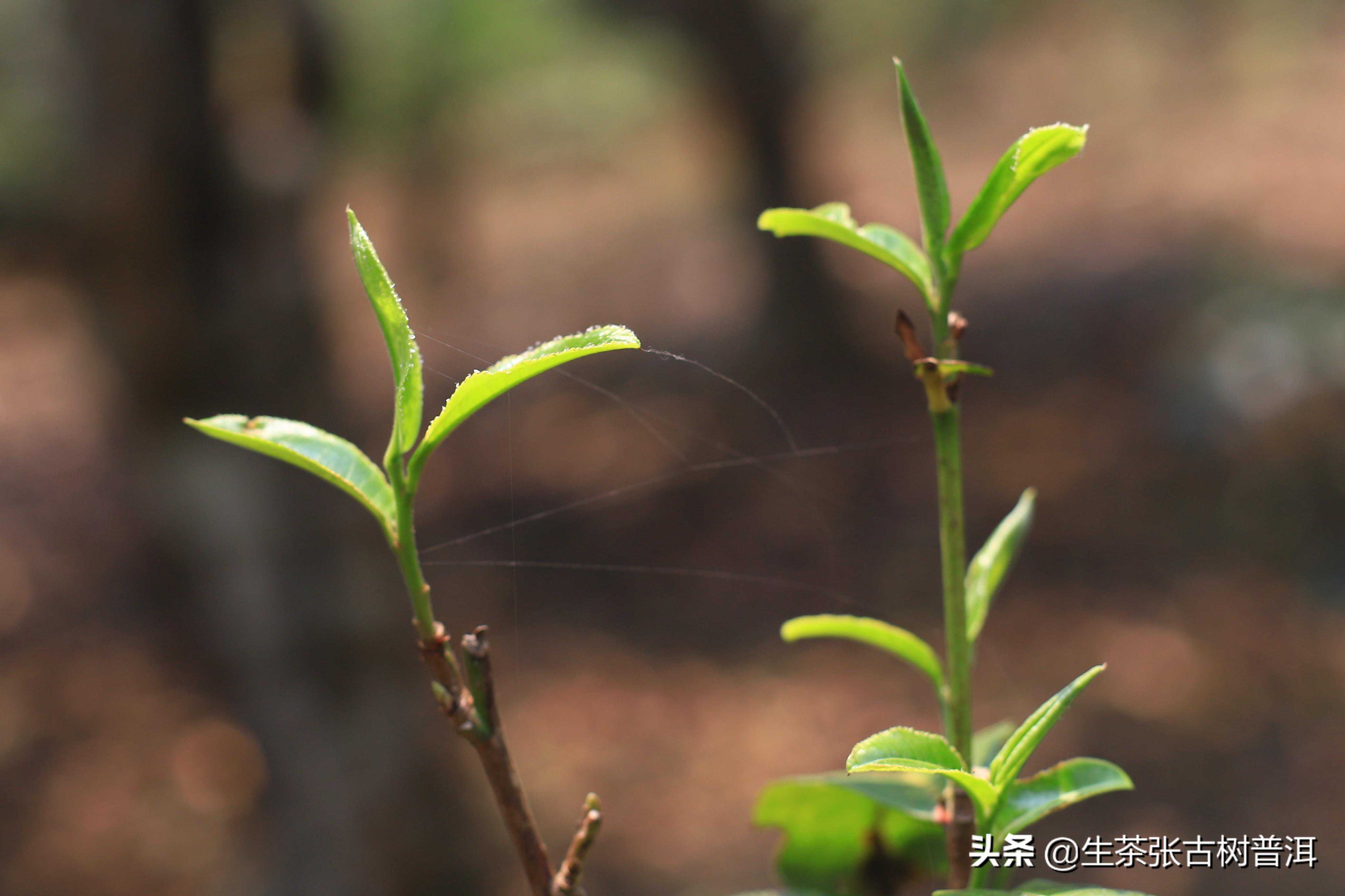 簡(jiǎn)述：普洱茶知識(shí)（產(chǎn)地、形態(tài)特征、生長(zhǎng)環(huán)境），值得收藏