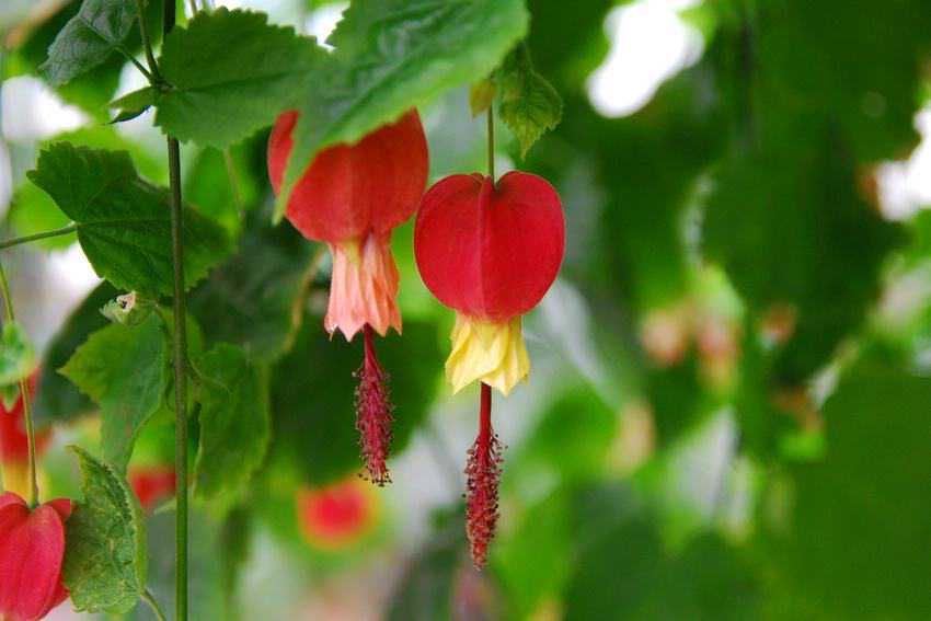 這18種高顏值的花草，一年開花300多天，文附養(yǎng)護(hù)簡介（收藏）