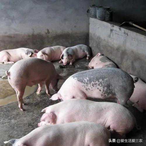 給養(yǎng)豬戶的幾點(diǎn)建議，看懂了年入幾十萬真不難，建議收藏！